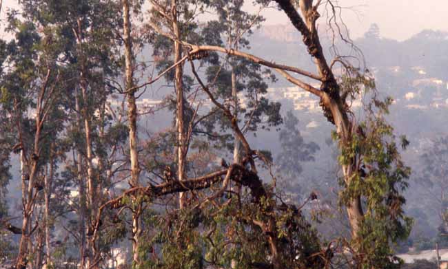 trees of bats